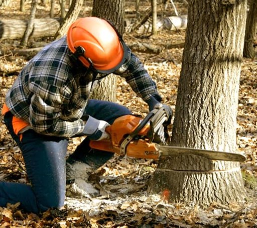 Tree Removal in Natural Bridge, VA